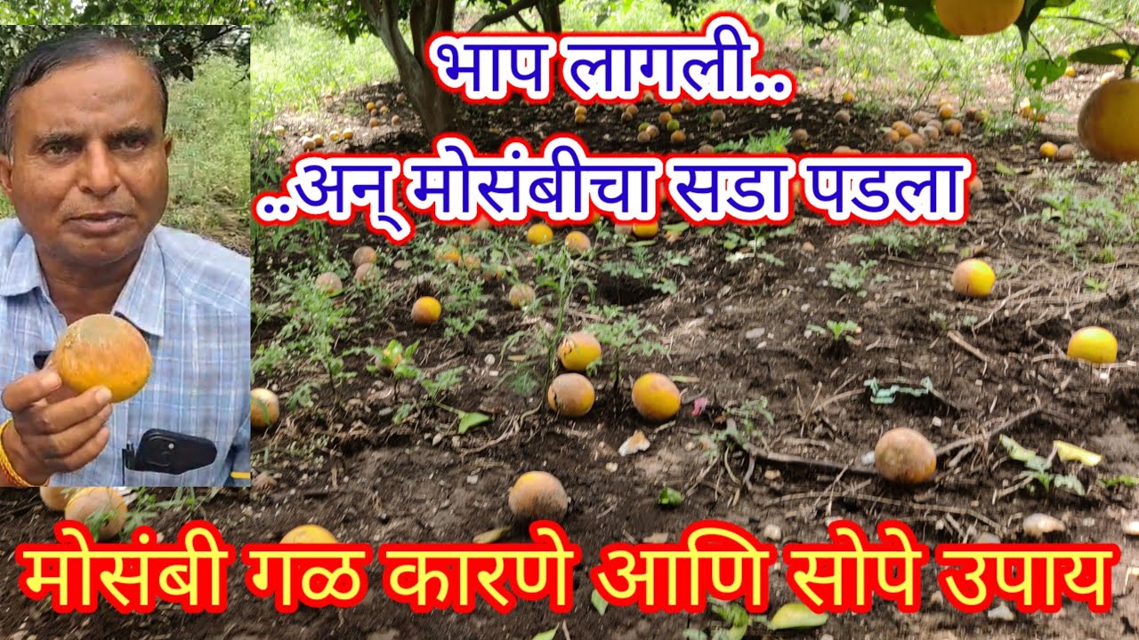 मोसंबीला भाप लागणे म्हणजे काय # कारणे व उपाय
