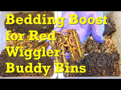 "Buddy" red wiggler worm bins get fed along with big dose of bedding - vermicompost