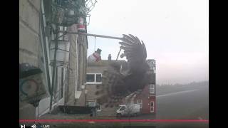 LIVE Great Yarmouth, Norfolk. Wild window birdcam & Weather live webcam