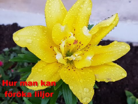 Hur man kan föröka liljor från lökfjäll