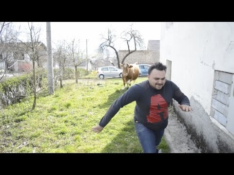 Omču i Mecu napala krava na snimanju filma