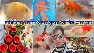 Aquarium Fish Market Serampore Haat | Aquarium Fish Accessories Wholesale Shop | Serampore Fish Haat