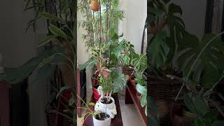 Download lagu 🐱😻🥰 Love bamboo #cat #happycats #maluyaji mp3 Download lagu 🐱😻🥰 Love bamboo #cat #happycats #maluyaji mp3
