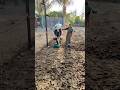 மாடு வளர்ப்பு Cowfarm Organicfarming மாடுவளர்பு