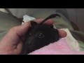 Baby bat's first taste of fruit:  this is Asha