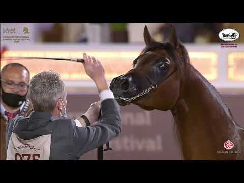 N 75 FATAH AL SHAHANIA   Katara International Arabian Horse Festival   Colts 2 Years Old Class 5A