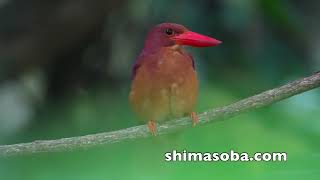 アカショウビン、リュウキュウコノハズク、アオバズク、サンコウチョウ、エリグロアジサシなど(動画あり)