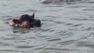 preview picture of video 'Hippos in the Kazinga Channel'