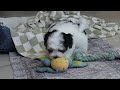 Morkie dogs for sale: Carson - Video 1
