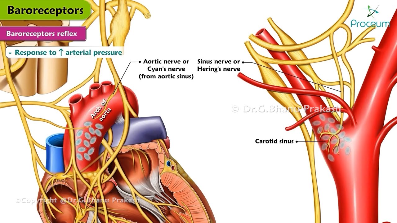 Cardiovascular Regulatory Mechanism  / Baroreceptor Reflex : Cardiovascular Physiology 💓💓💓