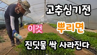 고추 심을때 이것 뿌려주면 진딧물 싹 사라진다! 뿌리 활착 이렇게 하면 폭풍 성장