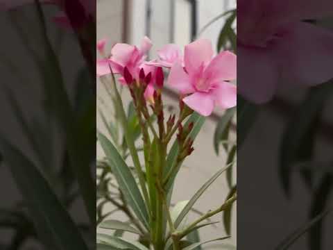 #song #music #hamsika #travel #butifyoucloseyoureyes #flowers #shorts #youtubeshorts #ytshorts