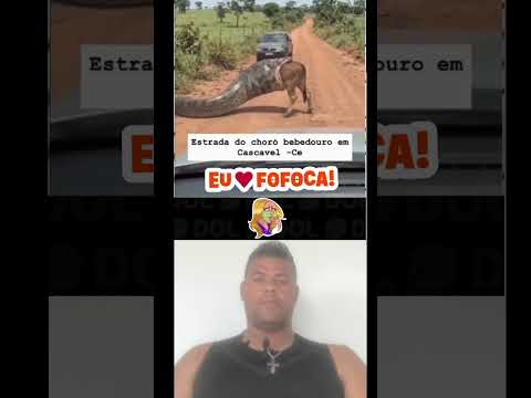 sucuri gigante foi filmada engolindo uma vaca em Cascavel CE 12/09/2026 #notcias