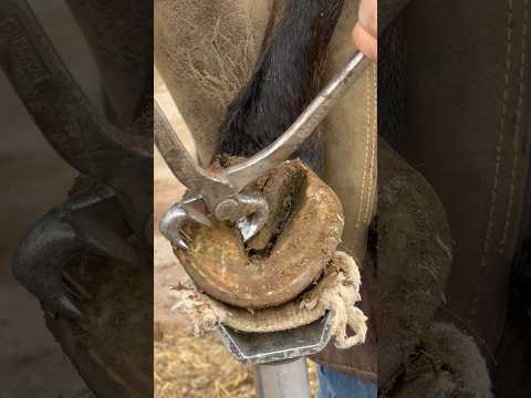 Cleaning up long hoof