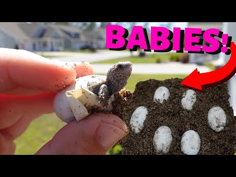 *NEW* BABY TURTLES HATCHING!