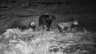Lions Pick the WRONG Buffalo to Hunt!