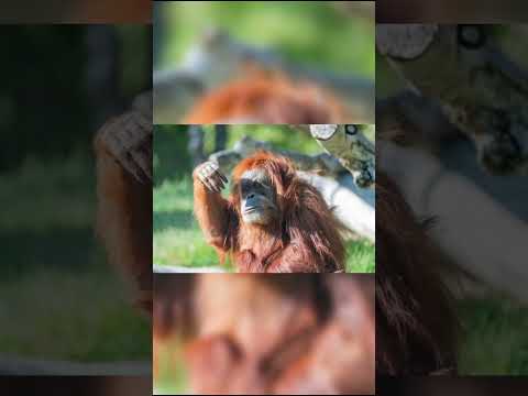 Animals That are going Extinct Soon