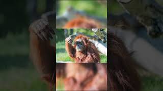 Animals That are going Extinct Soon