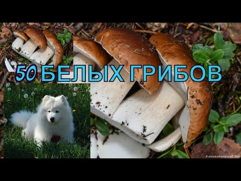 Сбор грибов. Белый гриб съедобный . Самоед ищет грибы.