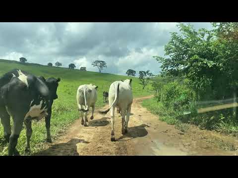 ROÇA DE MILHO |LAGOA DOURADA MENDANHA