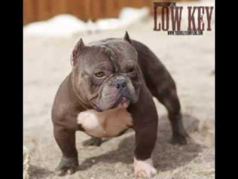 Legend Lokz and YSL - Lil Boke