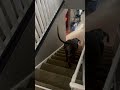 Gassy Great Dane Goes Down Stairs