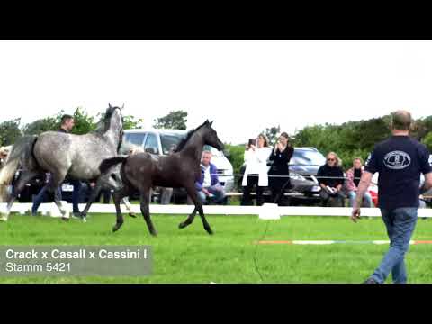 Fohlenprämierung Föhr 2020 | Stute | St. 5421 | Crack x Casall x Cassini I ZG Rörden
