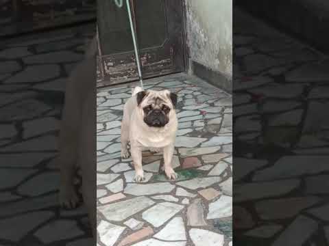 #shorts #viralvideo #doglover #trending #toys #viral #dog #pug #puppy #funnyvideo #funny #dogs #runn