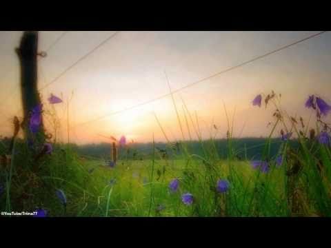 Kollane Allveelaev G - Vaikus on kuldne