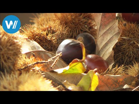 Kastanien, das Brot der Korsen (360° - GEO Reportage)