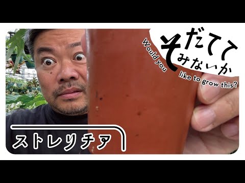 園芸 巨大なオーニソゲイル、ベツレヘムの巨人の星