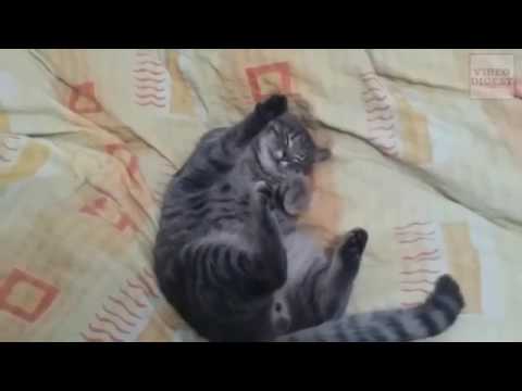Cats Acting Like Humans! Funny Cat Compilation