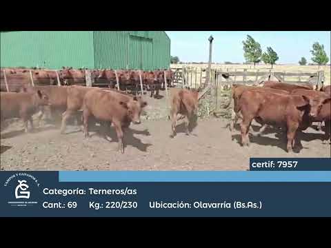 Lote M y H - Olavarria Bs As