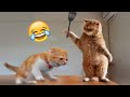 1 Hour Of  Funniest Cats and Dogs - Funny Animals Compilation😺🐶 |Aww Pets