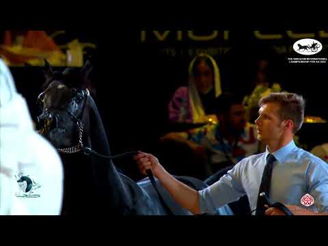 N 298 HALEEM AL ENAYA   The Kingdom International Championship For AH 2022   Colts 3 Years Old Class