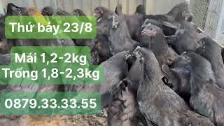 Thứ bảy 23/08