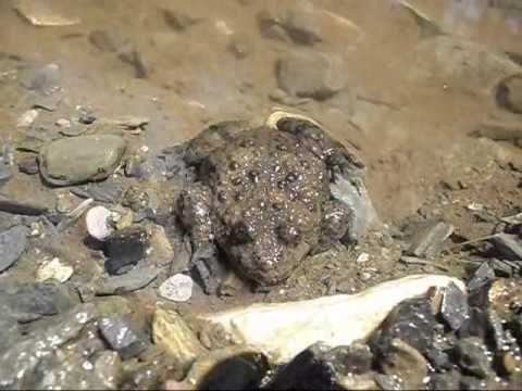 Gelbbauchunke (Bombina variegata)