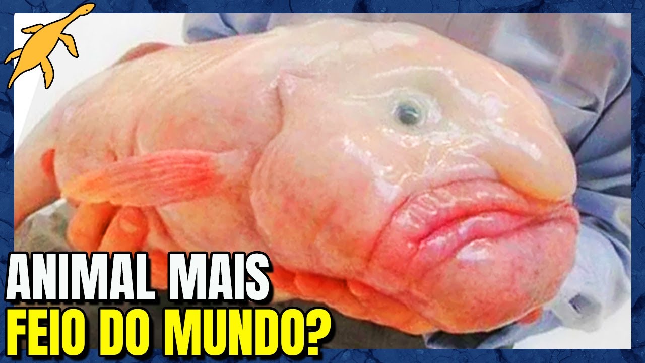 Por que o BLOBFISH! (Peixe-bolha) é desse jeito?