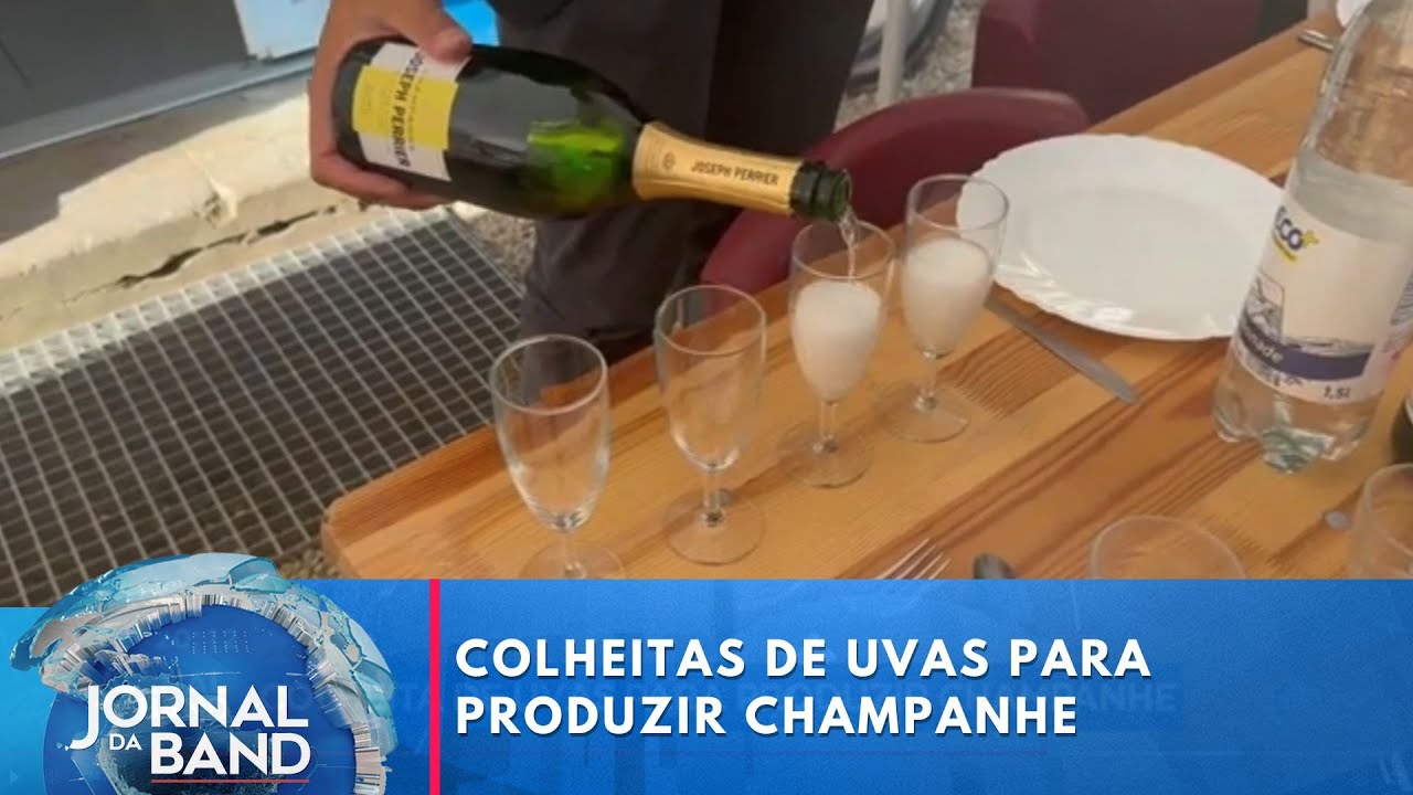 Setembro é mês de colheita de uvas para o champanhe | Jornal da Band