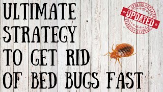 How to Get Rid of Bed Bugs Yourself | Quick Tips for Killing Bed Bugs Naturally