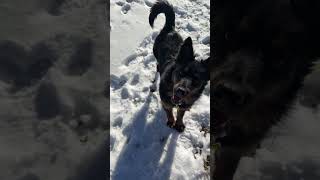 Video preview image #1 Mutt Puppy For Sale in Chama, NM, USA