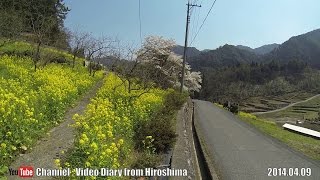 preview picture of video '2014 広島桜巡り Part06 井仁の棚田 花見ドライブ (Sakura tour Rice terraces of Ini,Cherry-blossom viewing drive)'