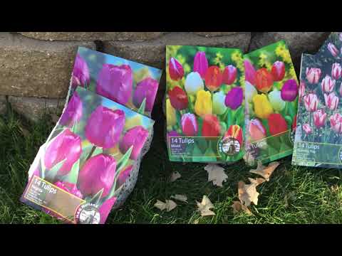 How To Plant A Tulip Flower Garden - DIY Tulip Flower Bed