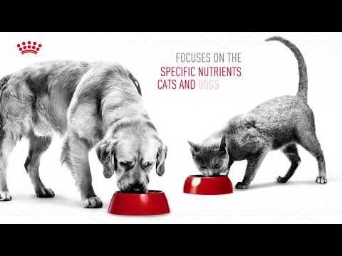 Royal Canin Size Health Nutrition Medium Adult Dry Dog Food Reviews