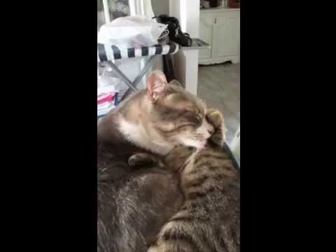 Rocco e Pivo Cuddling, my two male cats cuddling