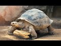 10 Animals With The Longest Lifespans