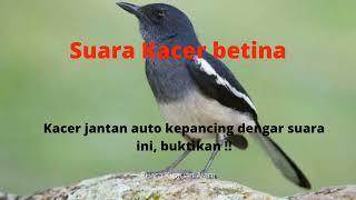 Download lagu Kacer jantan langsung kepancing dengar suara ini || Suara Kacer betina mp3 Download lagu Kacer jantan langsung kepancing dengar suara ini || Suara Kacer betina mp3
