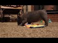 French Bulldog dogs for sale: Bow - Video 1