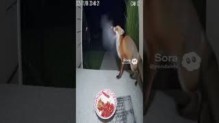 監視カメラと唐辛子とキツネ #ai