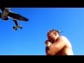 How To Feed A Seagull A Cheeto